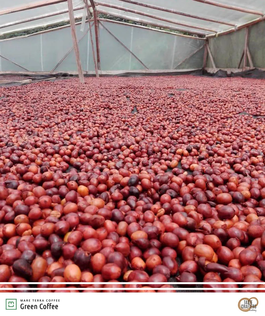 GUATEMALA TATA NAHUAL 250G