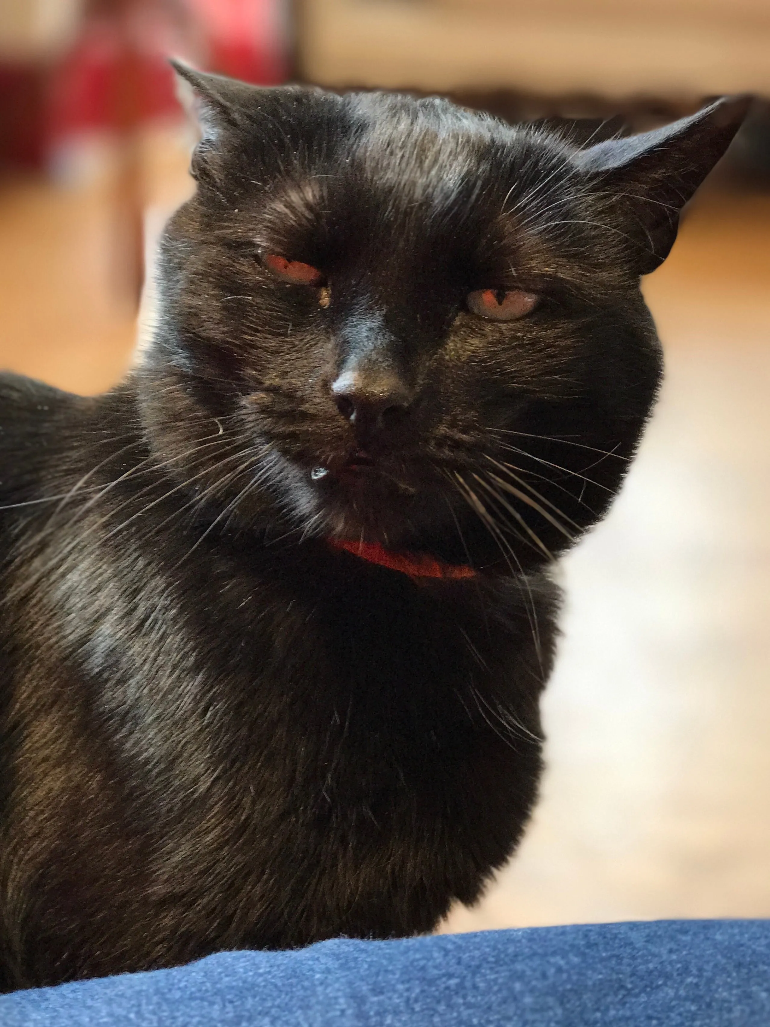 What The Cat Dragged In #5